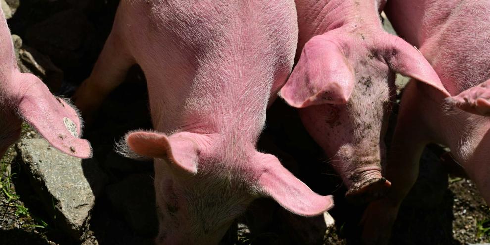 Auch Schweine können einen Sonnenbrand bekommen und auch für sie ist das äußerst schmerzhaft.