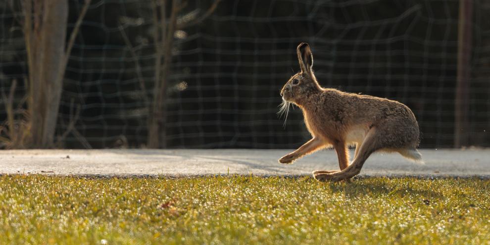 Ein Hase traf in der Nacht auf die falschen Autofahrer und musste das mit dem Leben bezahlen.