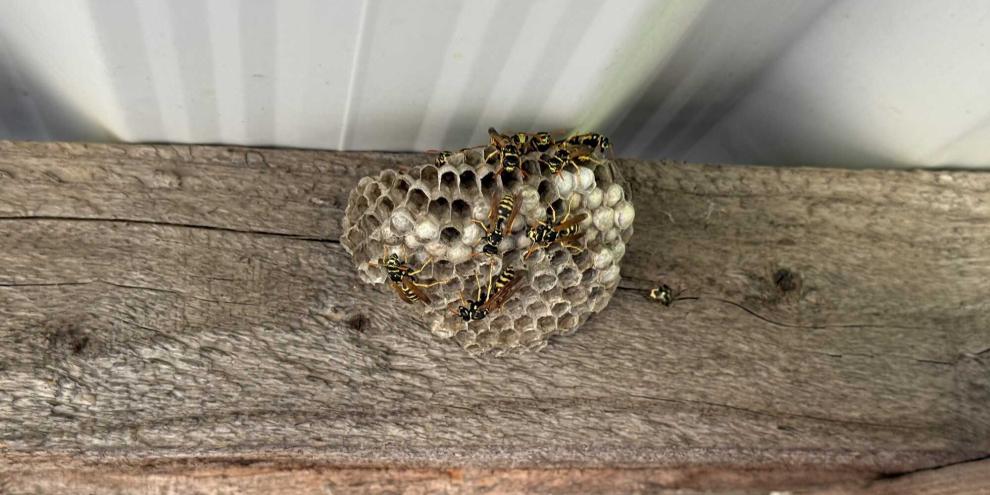 Geschützte Ecken im Garten, ob unter Unterständen oder Dachvorsprüngen, sind beliebte Nistplätze für Feldwespen.