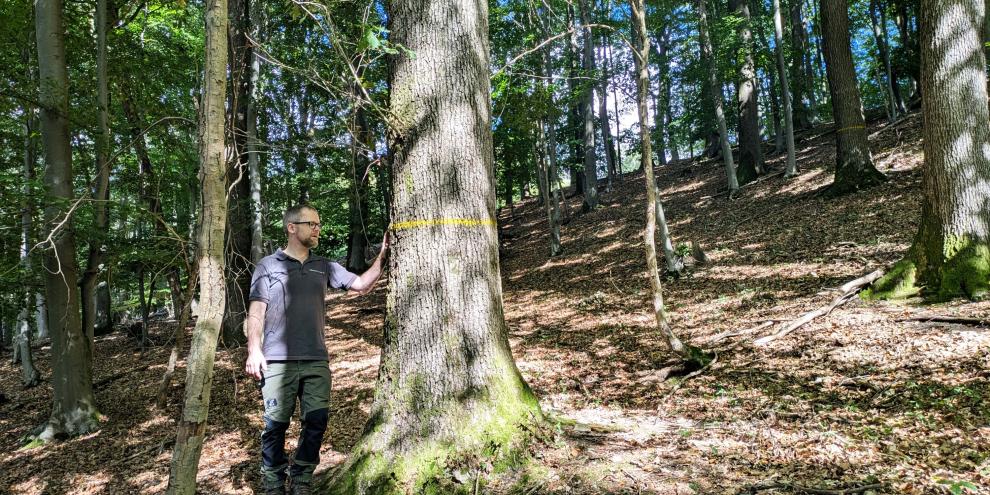 Förster Thomas Fritzemeier neben einer dicken Eiche im Areal, das als Erweiterung des Mittelwaldes im Winter durchforstet wird