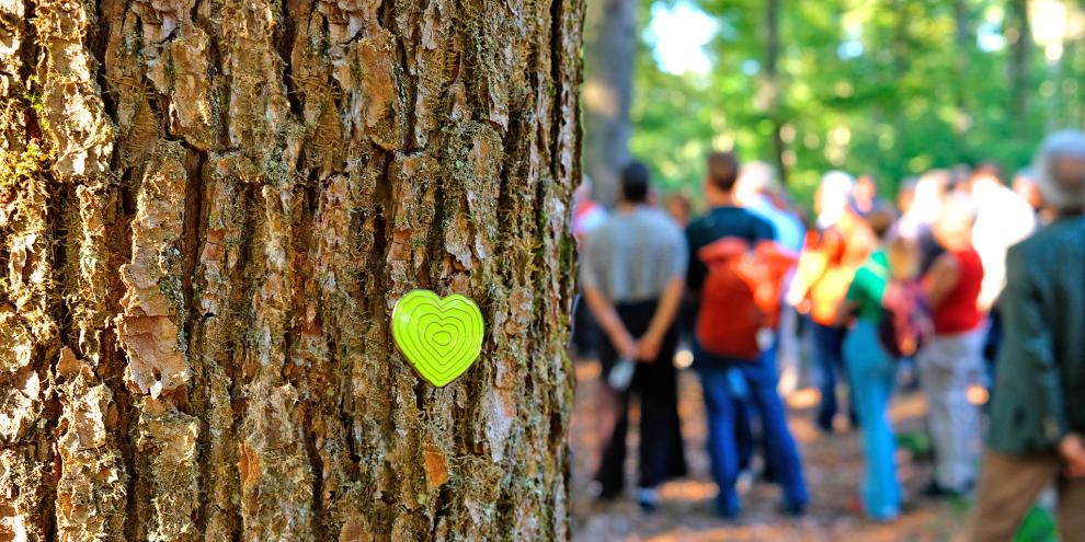 Die Deutschen Waldtage laufen 2026 unter dem Motto: „Wald und Wirtschaft“