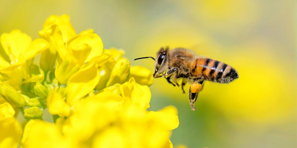 NGT-Rapssorten unterhalb des Schwellenwerts könnten künftig ohne Risikoprüfung zugelassen werden.
