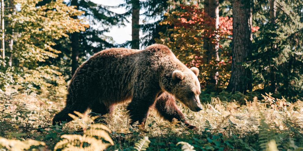 In Alaska wurde eine Frau von einem Bären angegriffen.