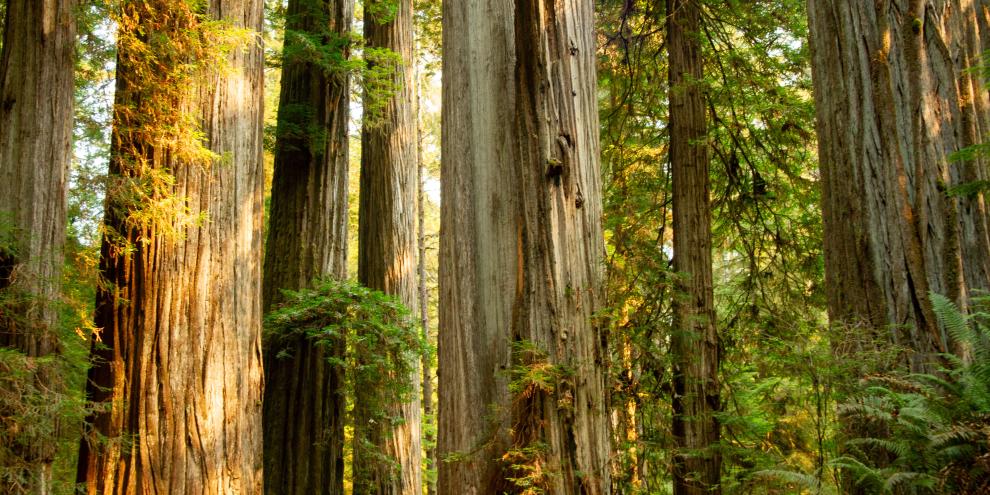 Welchen Baum wählen? Die Weitergabe von Erbinformation bedarf noch reichlich Forschung.