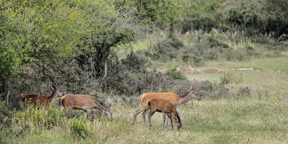 Wer störungsarm jagen will, passt das morgens einziehende Wild an seinen Wechseln zu den Einständen ab. Der Abschuss sollte sich auf kleine Familienverbände konzentrieren, die verspätet den Rudeln hinterherziehen.