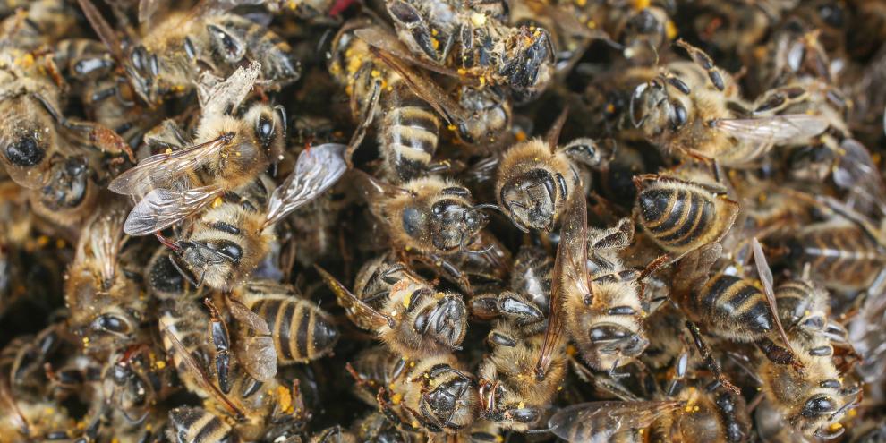 Varroa ist die Hauptursache für Winterverluste.