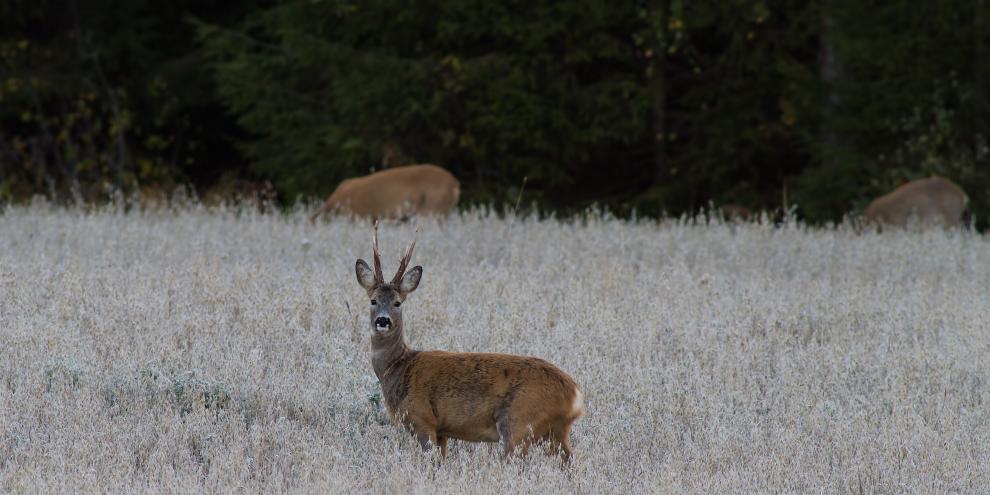 Ein Rehbock steht auf einem Feld.