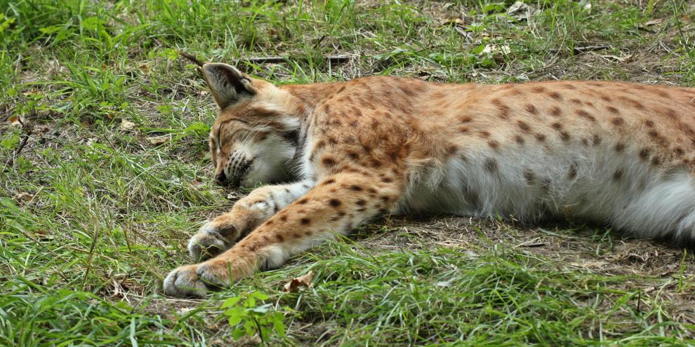 Der entlaufene Luchs musste geschossen werden.