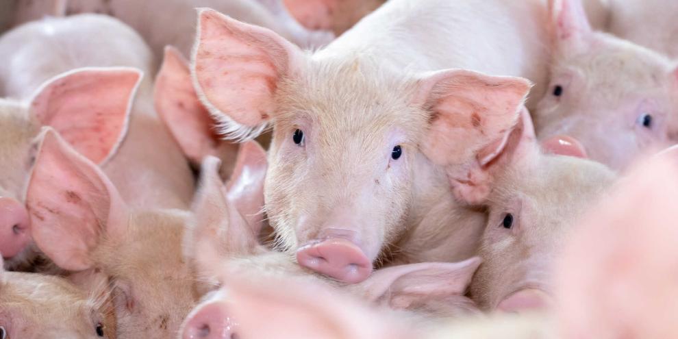Die Initiative Tierwohl verlängert den Ferkelfond bis Ende April 2027.