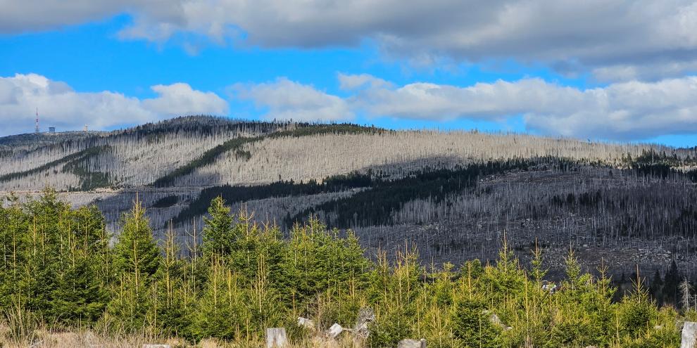 Abb. 1: Der Blick auf den Brocken im Harz: Hitze und Dürre haben die Auswirkungen des Borkenkäfers noch verstärkt.