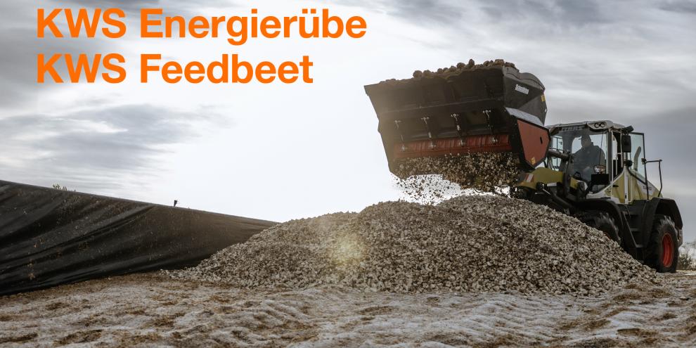 Rüben neu denken – mehr Flexibilität für Fütterung und Biogas