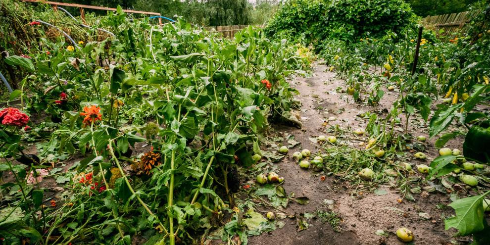 Zerstörte Pflanzen in einem nassen Garten