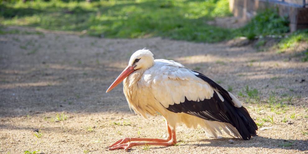 Der Storch war vom Kirchendach heruntergeschossen worden (Symbolbild).