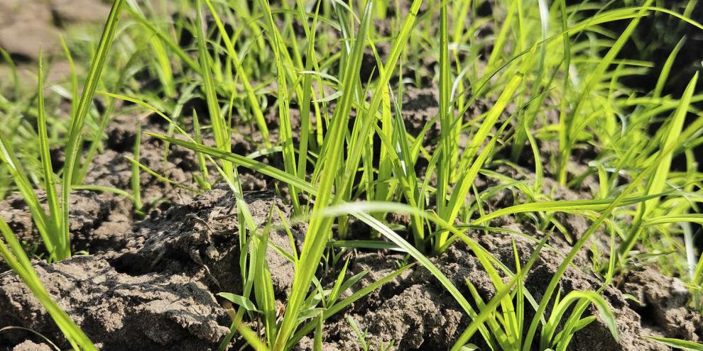 Ab 8 °C keimen die Gräser, und das sehr schnell.  Oft sind Kartoffel- und Maisflächen betroffen.Erdmandelgras im Kartoffelbau: Soweit sollte man es nicht kommen lassen! Dann aber gilt: Alle Geräte und Maschinen sorgfältig reinigen.