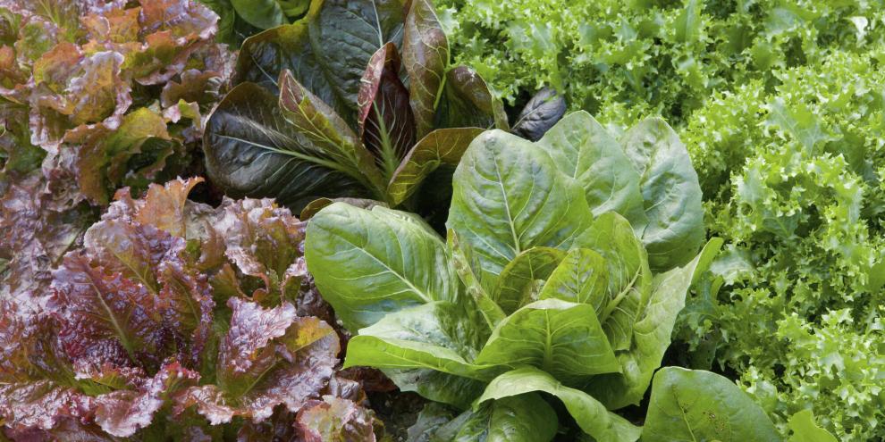 Auch für die Herbst-Winter-Saison gibt es bunte Salatvielfalt.