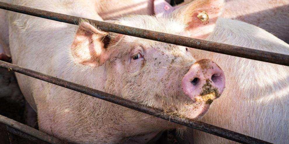 Neue Verträge für Schweine sorgen derzeit für Unsicherheit. Landwirte sollten die Unterlagen genau prüfen, bevor sie unterschreiben (Symbolbild).