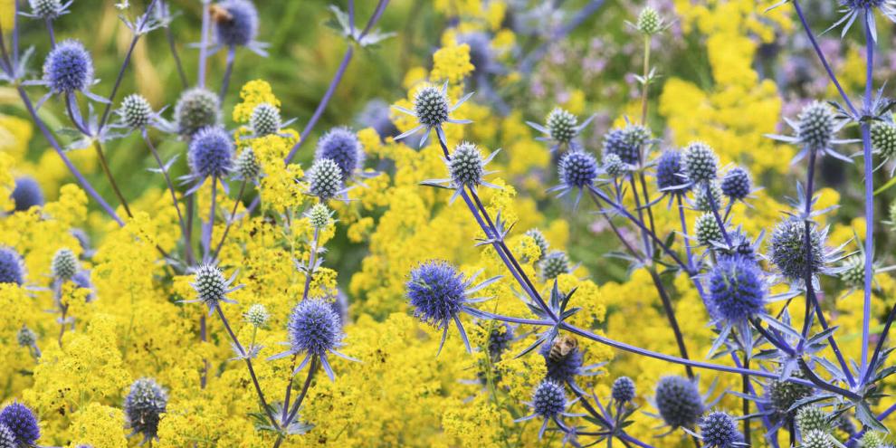 Das leuchtend gelbe Echte Labkraut bildet eine strahlende Kulisse für die stahlblauen Blütenköpfe des Mannstreus.