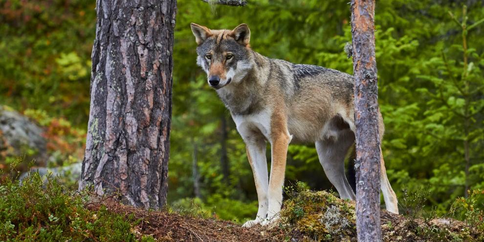 Nach Rissen ist der Abschuss eines Wolfs geplant (Symbolfoto).
