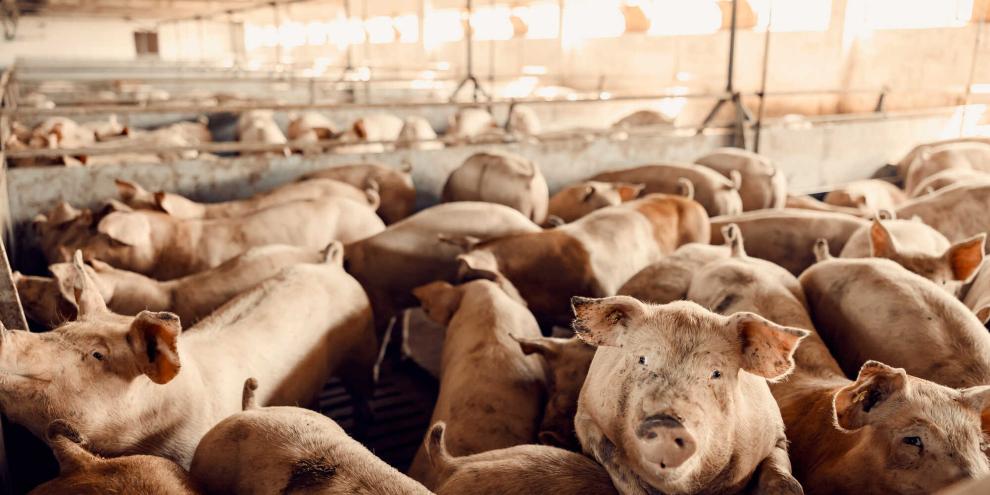 Auch Masse reicht nicht, wenn die Konkurrenz zu groß wird. Das muss jetzt der Schweineproduzent Danprod feststellen. (Symbolbil)