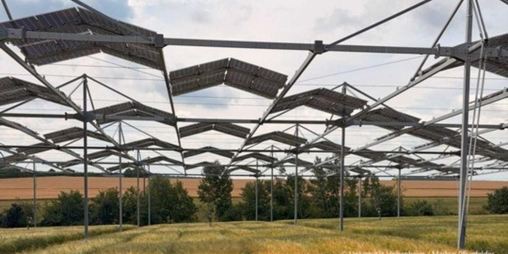 Ackerpflanzen unter Schatten durch Agri-PV oder Agroforst vertragen Schatten besser als gedacht
