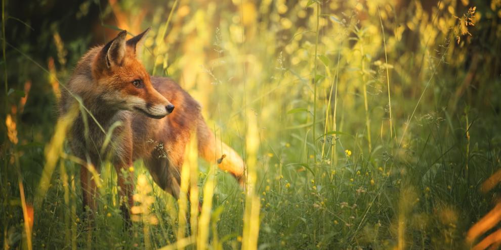 Ein Fuchs steht im Sommer in einem Feld