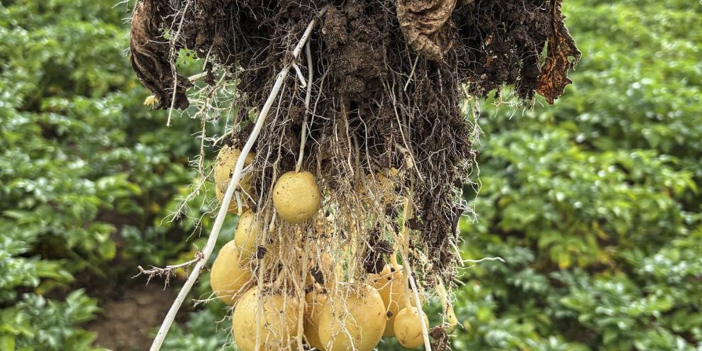 Hohe Temperaturen und geringer Niederschlag lassen Kartoffeln kleinere Knollen ausbilden.