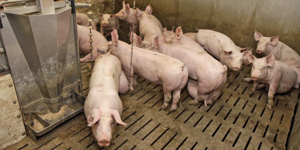 Die Ursachen für Lahmheiten bei Mastschweinen können vielfältig sein. Oft spielen hier auch mehrere Faktoren gleichzeitig eine Rolle.
