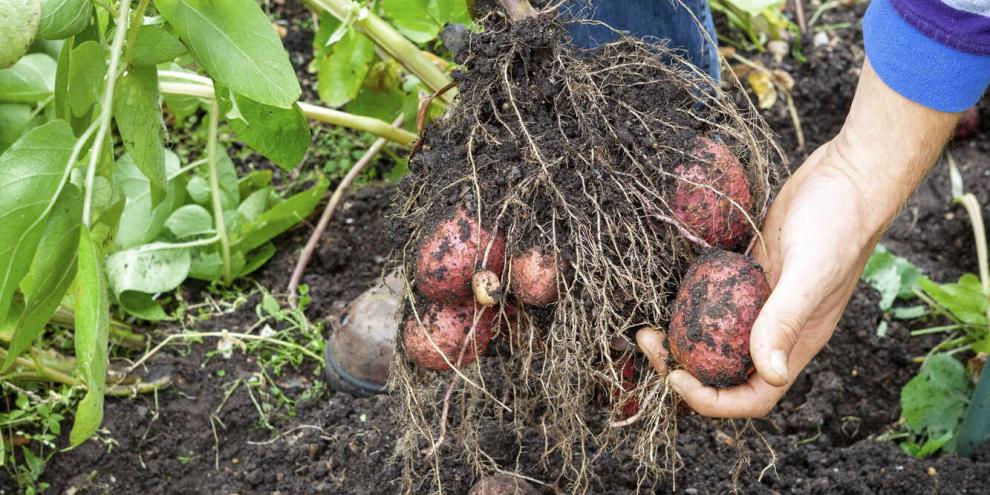 Frühkartoffeln sind reif, sobald das Kraut beginnt, sich gelblich zu verfärben.