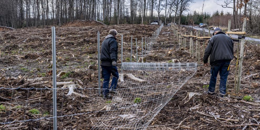 Wildschutzzäune sind eine Flächenschutzmethode vor Verbiss.