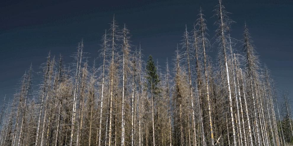 Eine zentrale Rolle des neuen „Gerechtigkeits-Report“ (GJR) fällt dem Zukunftswald zu.