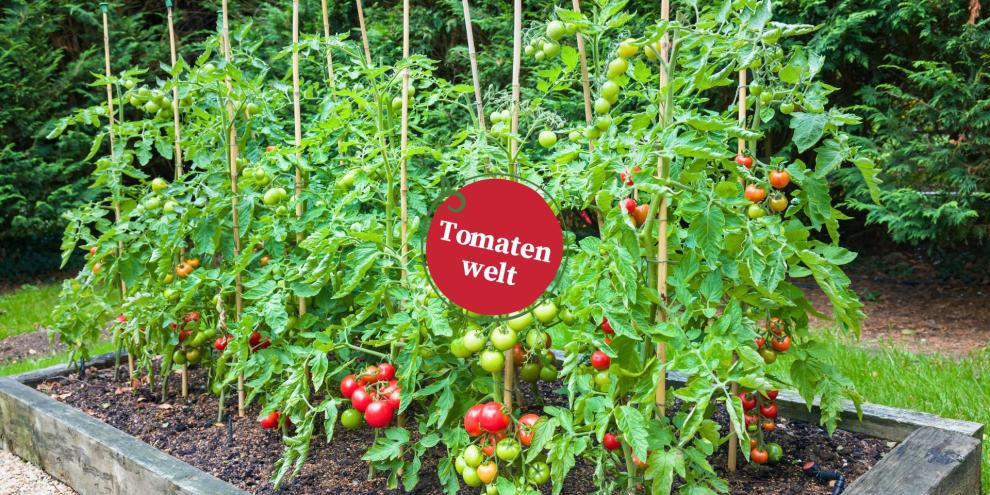 Reife Tomatentrosse an Stabtomaten