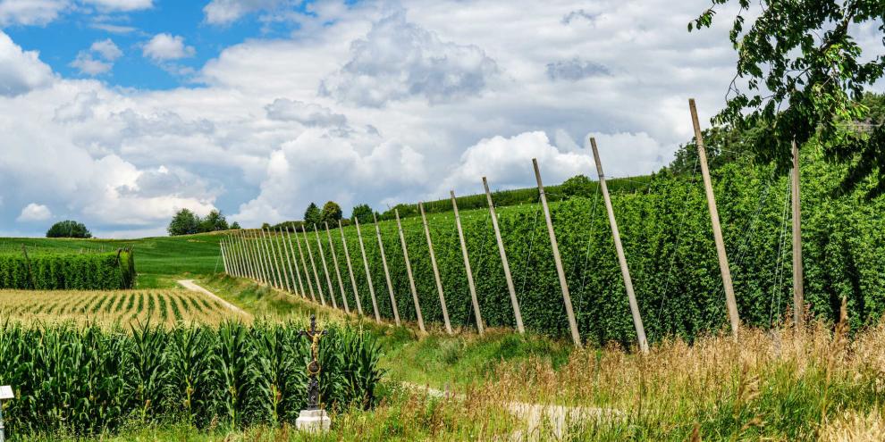 Hopfen-Anbau-AdobeStock_367607295