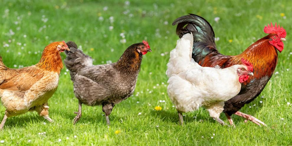 Hühnerhaltung mit Tradition: Es gibt deutsche Hühnerrassen, die schon seit Jahrhunderten gezüchtet werden.