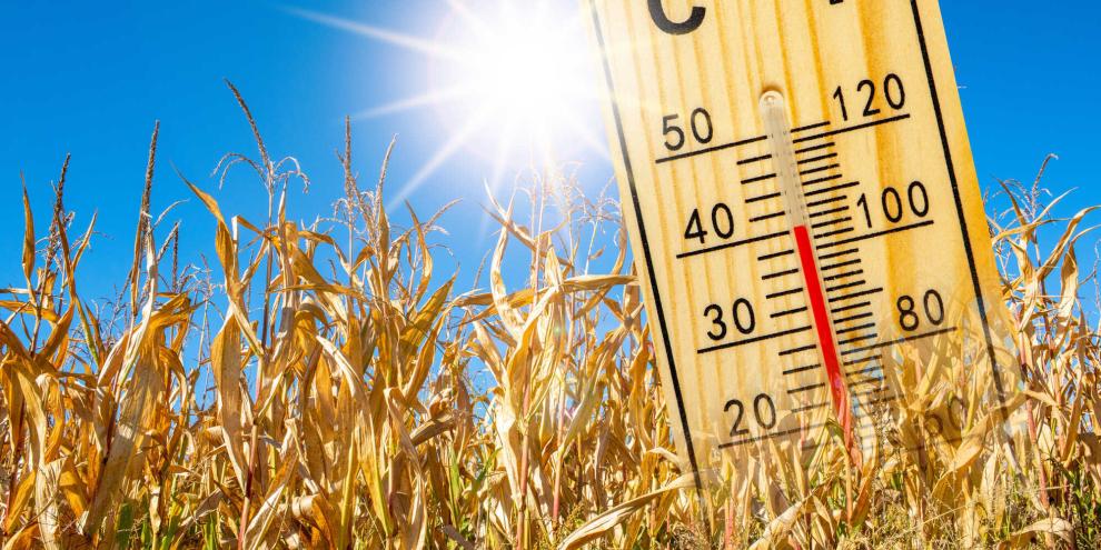 Trockener Mais und ein überdimensionales Thermometer, das 40 Grad Celsius anzeigt.