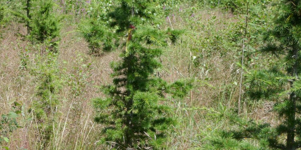 Zu den am häufigsten gepflanzten Baumarten der Praxisanbauversuche zählt u. a. die Libanonzeder.