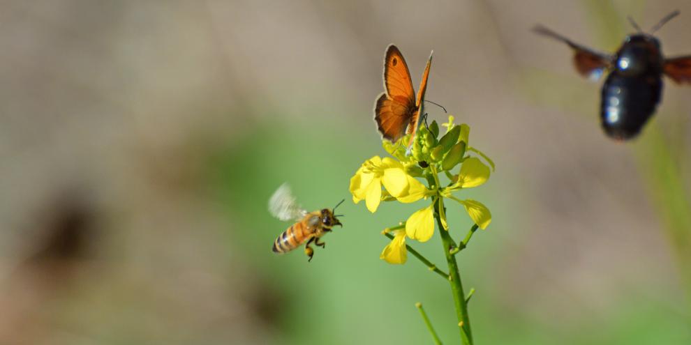 Freunde oder Feinde? Seit einiger Zeit stehen Honigbienen im Verdacht, wild lebende Bestäuber zu verdrängen.