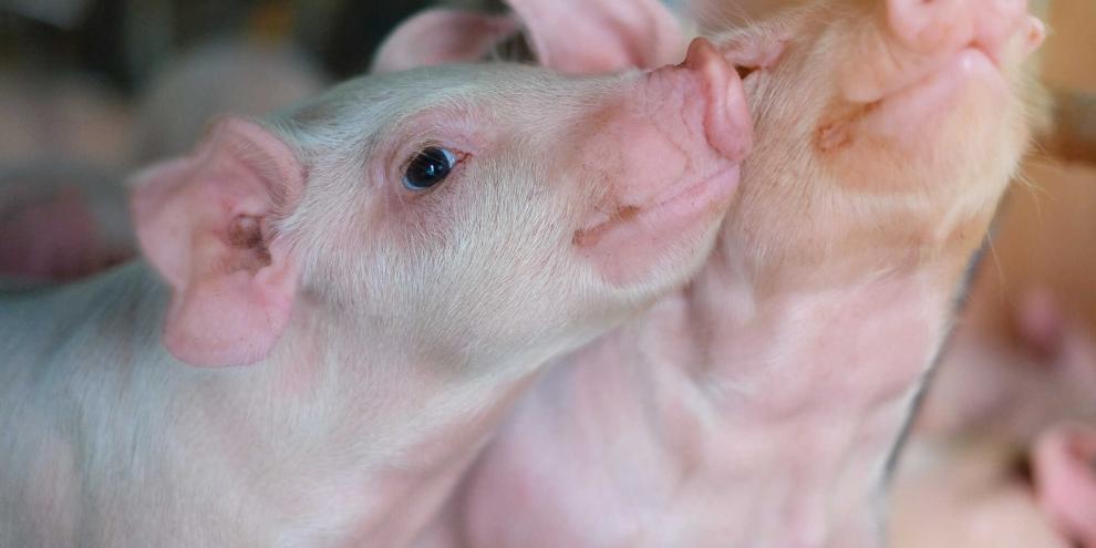 Bald soll die durchgängige Nämlichkeit in der Initiative Tierwohl gelten – aber gibt es überhaupt genügend Ferkel?