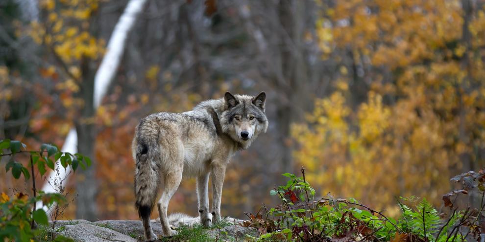 Donald Trump hat beim Wolf Pläne, die Naturschützer auf die Palme bringen.