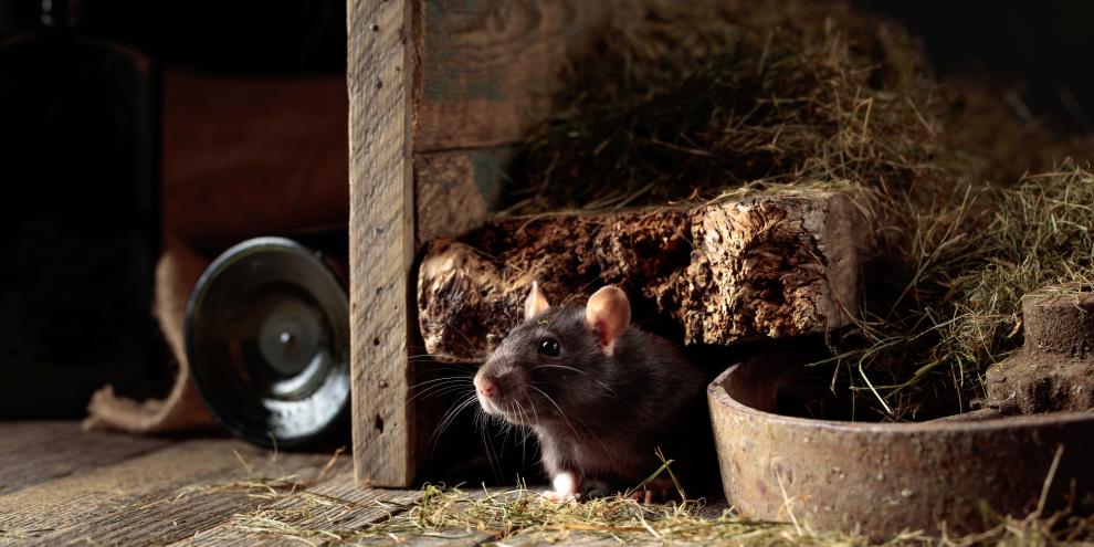 Mäuse und Ratten im Stall? Diese 5 Tipps helfen jetzt