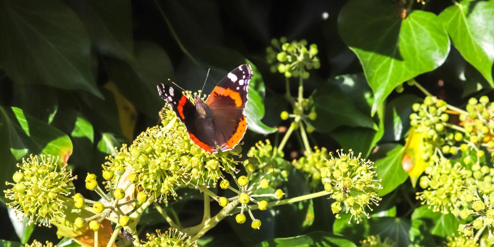 gemeiner efeu insekten nahrungsquelle hedera helix