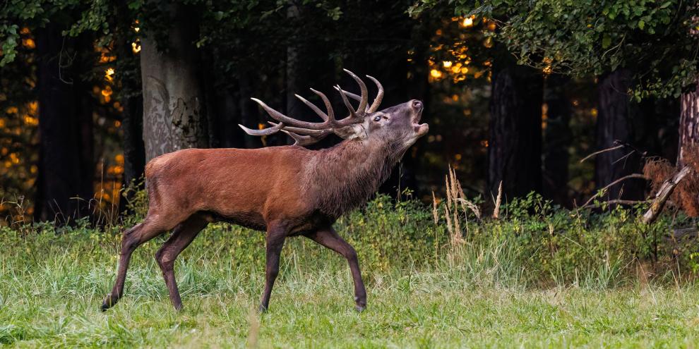 Wolf und Luchs jagen beim Schalenwild mit. Für Jagdminister Aiwanger debattierte nun mit lokalen Akteuren im Bayerischen Wald.
