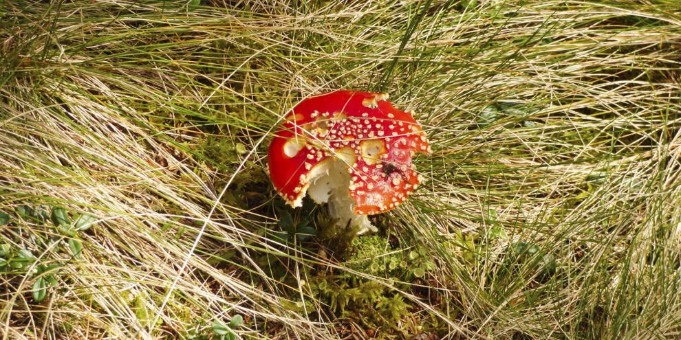 Der Fliegenpilz verursacht andere Symptome als die Frühjahrslorchel.