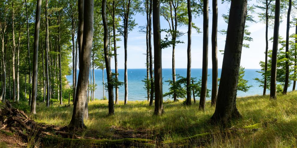 Fünf alte Buchenwälder feiern ihr 15-jähriges UNESCO-Jubiläum.