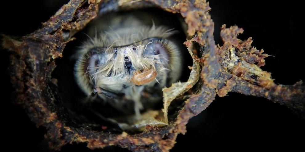 Tropilaelaps verbreitet sich in Europa. Der Bienenparasit gilt als schädlicher als die Varroa.
