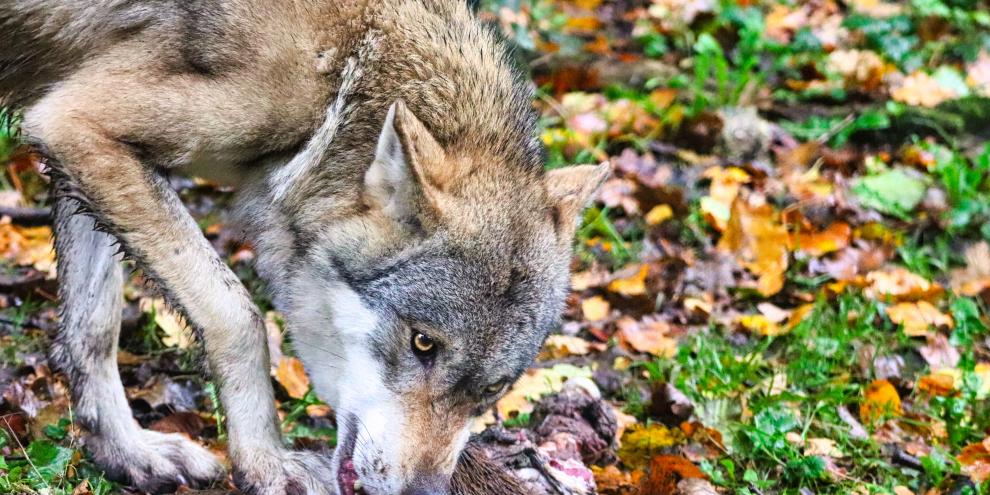 Welche Konsequenzen hat die Herabsetzung des Schutzstatus vom Wolf?