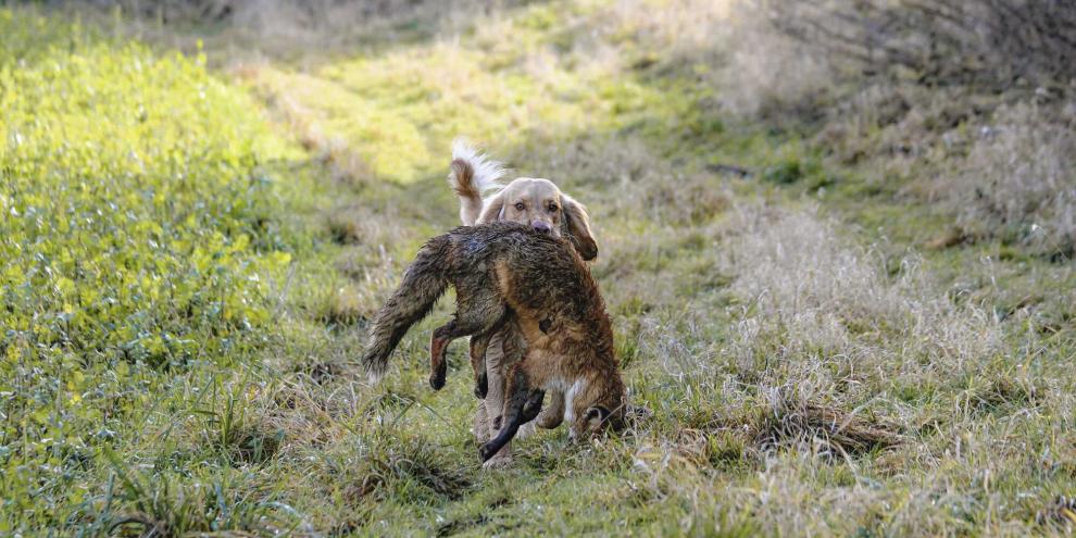 Der Hund ist ein wichtiger Helfer bei der Jagd auf den Rotrock.