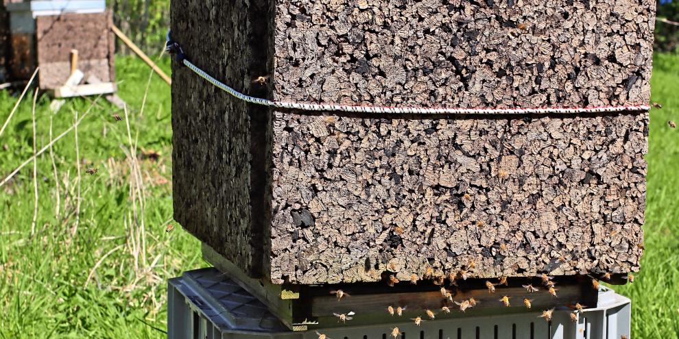 Mit angelehnten Korkplatten zusätzlich gedämmte dünnwandige Holzbeute von Rainer Fehlemann (Geldern).