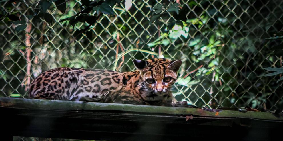 Leopardus tilcayo ist eine neue Wildkatzenart.