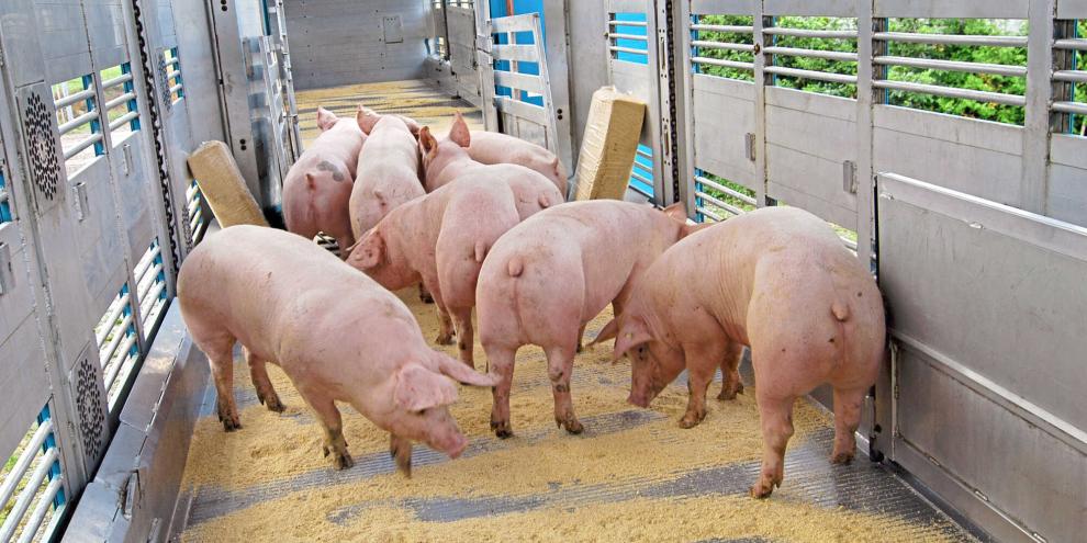 Aktuell verlieren Schweinemäster pro verkauftes Schwein Geld. Ändert sich jetzt möglicherweise die Preisbildung für Schlachtschweine?