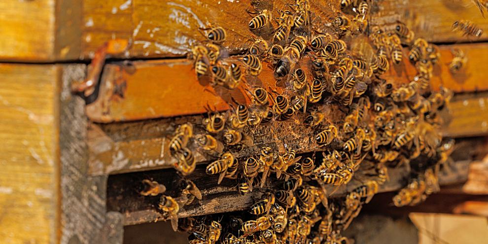 Am Flugloch zeigen die Bienen oft deutlich, wenn etwas nicht stimmt – hier ist es schlicht zu heiß.